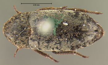 Media type: image;   Entomology 6861 Aspect: habitus dorsal view
